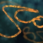 “Zmapp” – medicin mot ebola kan vara på väg